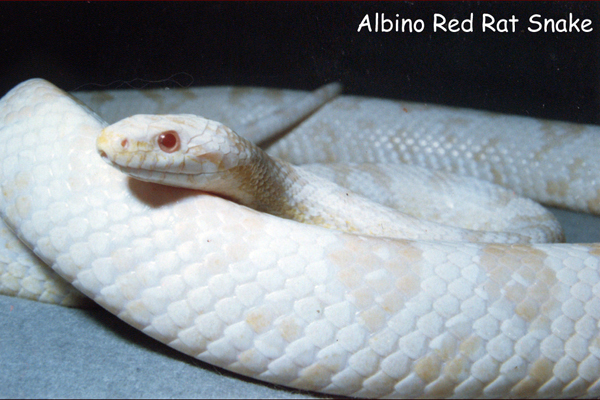 Albino Red Rat Snake