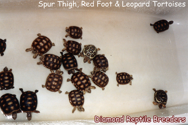 Spur Thigh, Red Foot, and Leopard Tortoises
