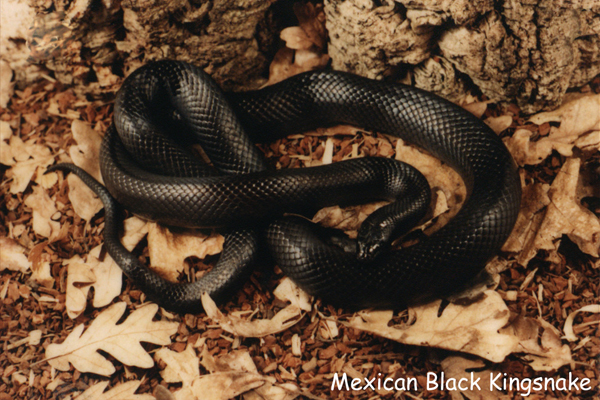Mexican Black Kingsnake