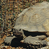 Adult Spur Thigh Tortoise